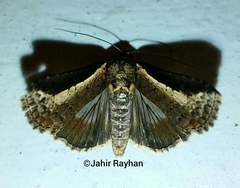 Lophoptera squammigera