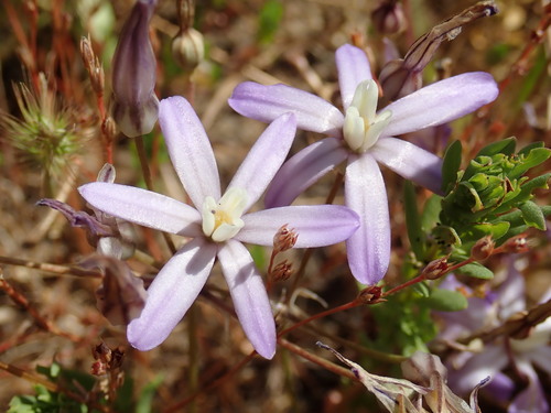 Image of Brodiaea nana by (c) Cricket Raspet, some rights reserved (CC BY)