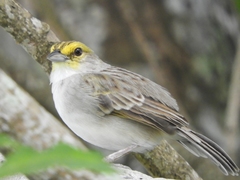 Ammodramus aurifrons