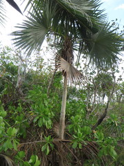 Leucothrinax morrisii