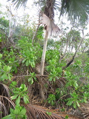 Leucothrinax morrisii