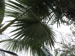 Leucothrinax morrisii