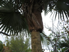 Leucothrinax morrisii