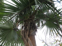 Leucothrinax morrisii