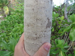 Leucothrinax morrisii