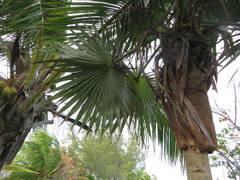 Leucothrinax morrisii