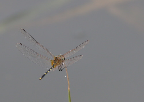 Dancing Dropwing