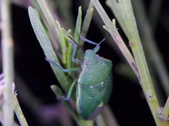 Chlorochroa uhleri