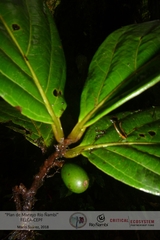 Beilschmiedia sulcata