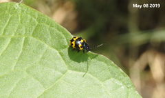 Gallerucida bifasciata