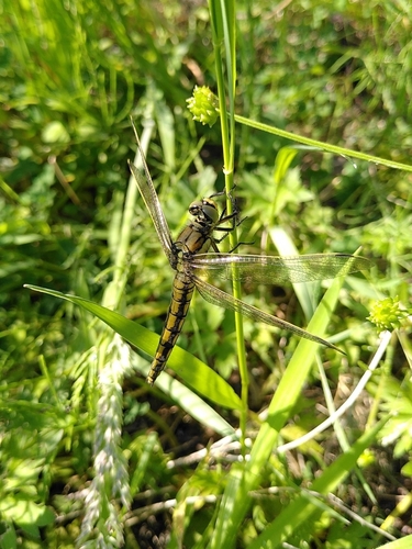 Black-tailed Skimmer, 1024 LG Amsterdam, Nederland, photo 6 of 10