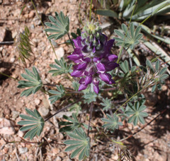 Lupinus microcarpus horizontalis