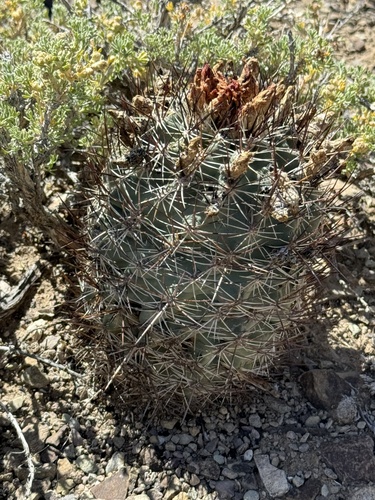 Sclerocactus wetlandicus