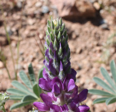 Lupinus microcarpus horizontalis