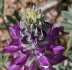 Lupinus microcarpus horizontalis