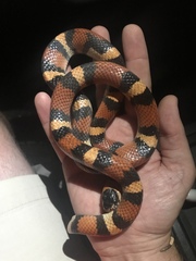 Lampropeltis annulata