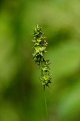 Carex cephaloidea