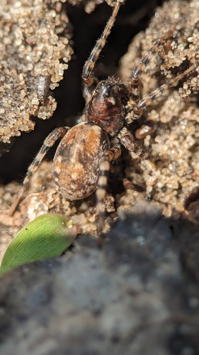 Sand Bear Spider, Noordwijkerhout, Nederland, photo 7 of 10