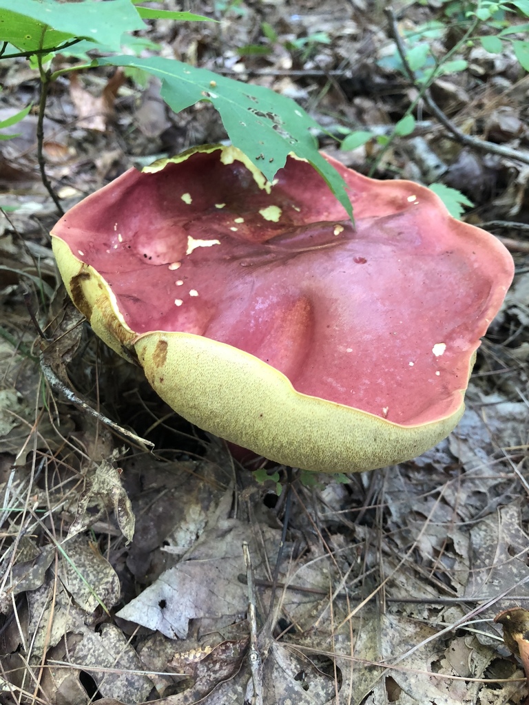 Boletus roodyi