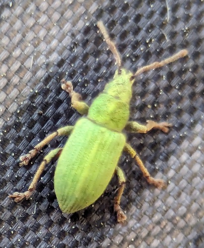 Phyllobius virideaeris, photo 6 of 8