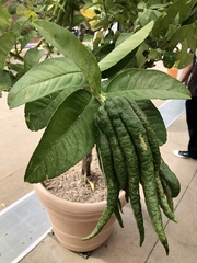 Citrus medica sarcodactylis