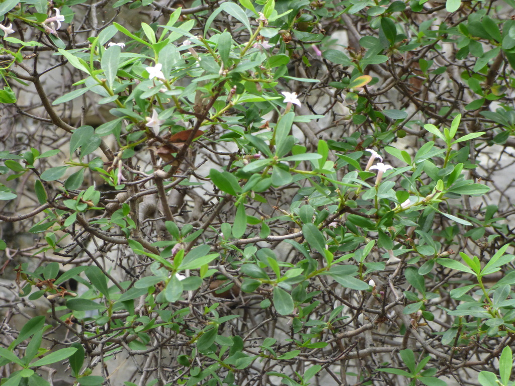 Daphne reichsteinii