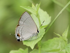 Rapala iarbus iarbus