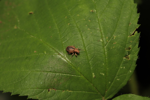 Nut Leaf Weevil, Renkum, Nederland, photo 10 of 10