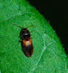 Horistonotus curiatus