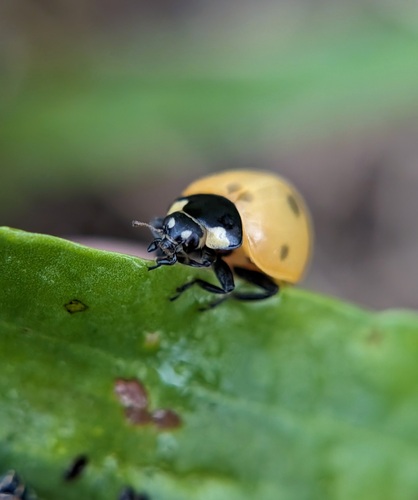 Seven-spotted Lady Beetle photographed in Alabama