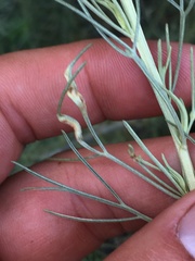 Aceria paracalifornica