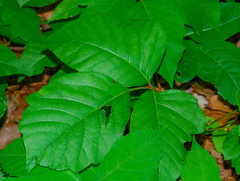 Horistonotus curiatus