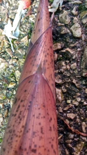 Phyllostachys glauca