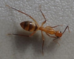 Camponotus ramulorum