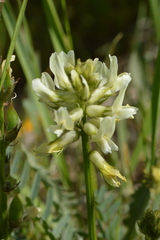 Astragalus reventiformis