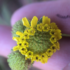 Holocarpha macradenia