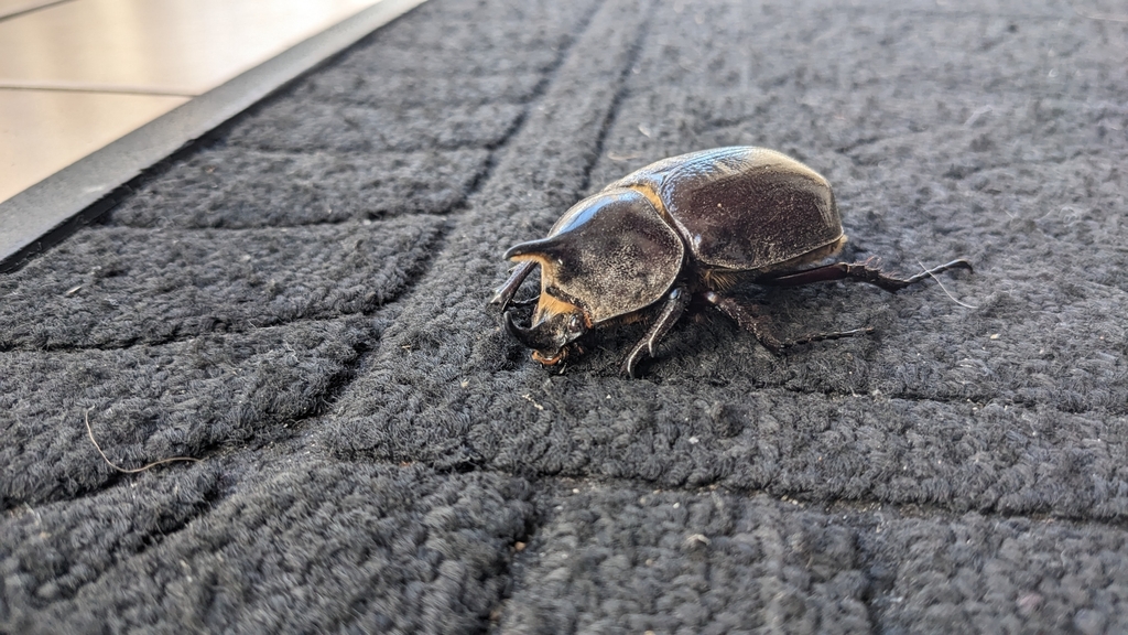 Saint Lucia Hercules Beetle