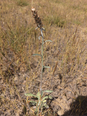 Gamochaeta calviceps