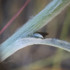 Gamochaeta calviceps