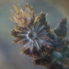 Gamochaeta calviceps