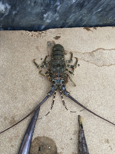 ケブカイセエビ