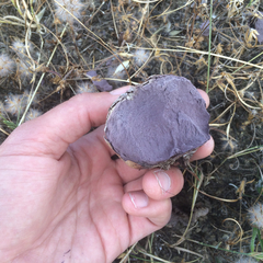 Calvatia fragilis