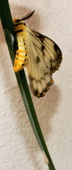 Pseudaphelia apollinaris