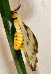 Pseudaphelia apollinaris