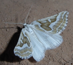 Plataea trilinearia