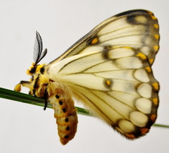 Pseudaphelia apollinaris