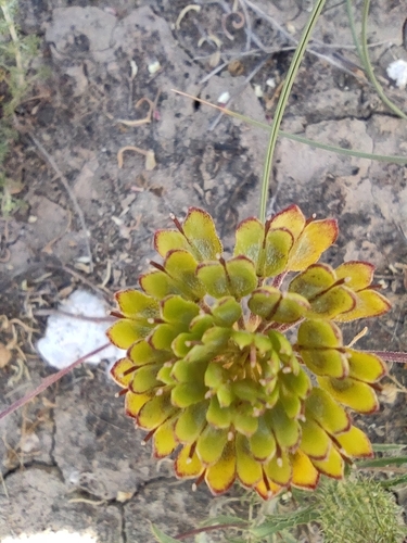 Iberis pectinata, photograph 4