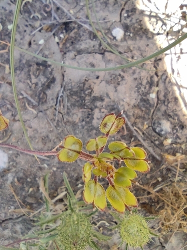 Iberis pectinata, photograph 5