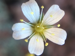 Sabulina douglasii