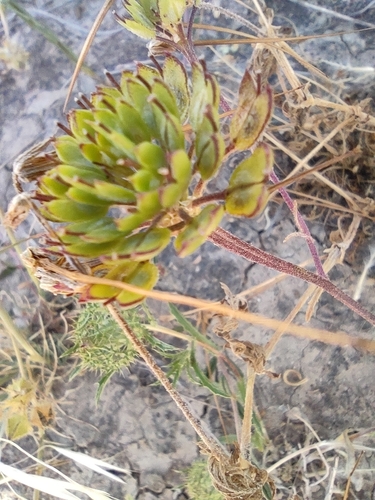 Iberis pectinata, photograph 6
